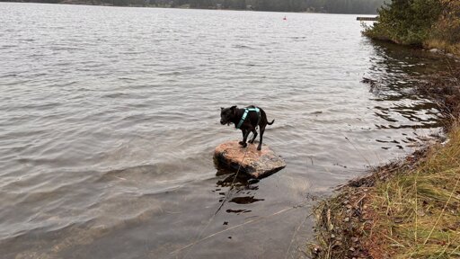 Photo of Zelda the dog standing on a rock sticking up out of the water.