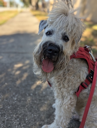 Happy boy Wheaton terrier